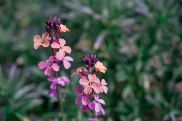 Wallflower- Erysimum flower in spring garden