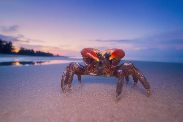 istock Red crab in the beach at sunrise 1404908574