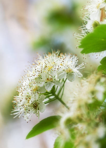 istock White spirea flowers in spring close-up 1404908834