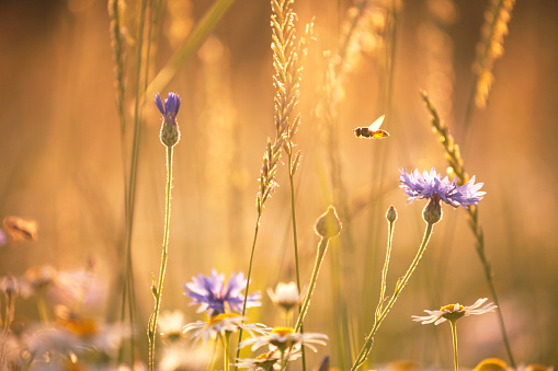 Summer meadow in sunset light with daisy flowers and cornflowers