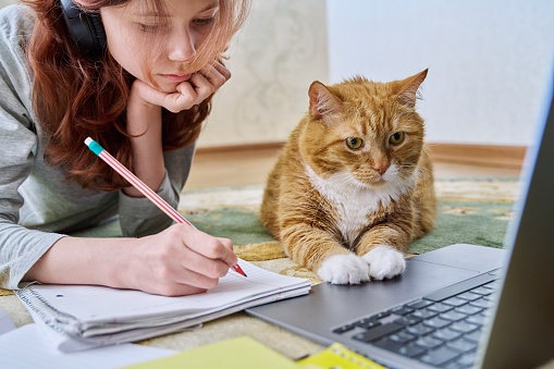 Preteen girl studying at home with ginger cat using laptop, lying on floor. Young female student and old funny cat study together. Animals, friendship, children, lifestyle, study, school concept