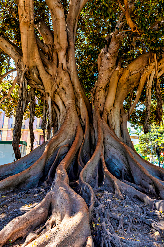 Una de las muchas higueras de Moreton Bay, también conocida como strangler tree en Valencia, España photo
