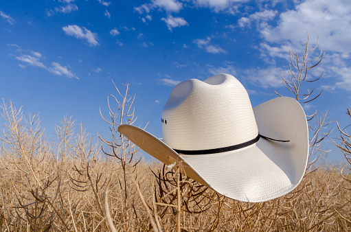 A white cowboy hat outdoors in a dry rapeseed field