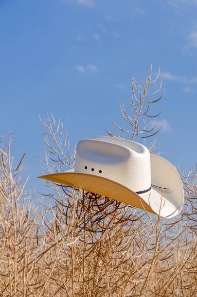 A white cowboy hat outdoors in a dry rapeseed field. Blue sky