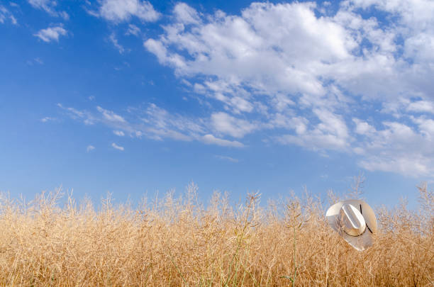 Lush green wheat fields shimmer under sunlight, featuring tire tracks leading across the vibrant landscape on a clear day.