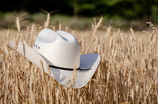 A close up of a white cowboy hat outdoors in a wheat field.