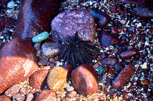 Sea urchin with peaks between small wet rocks on the beach of Puerto Vallarta Jalisco