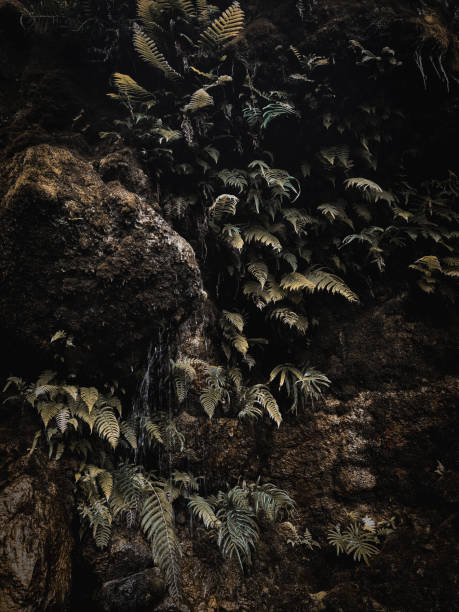 istock Plant On Rock. Morowali, Indonesia 1404912537