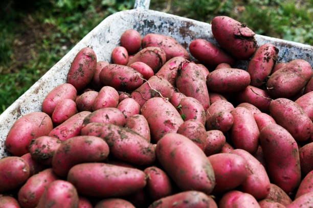 frisch geerntete rote rohkartoffeln hautnah - red potato raw potato red vegetable stock-fotos und bilder
