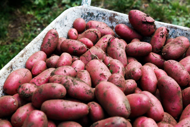 収穫したばかりの赤い生のジャガイモをクローズアップ - red potato raw potato red vegetable ストックフォトと画像