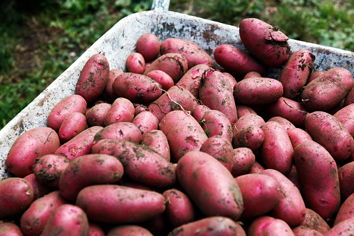 Fresh Harvested Red Raw Potatoes Close Up