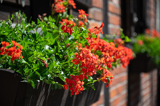 Beautiful blooming red geranium in a wooden flowerpot on a windowsill. Home decorations