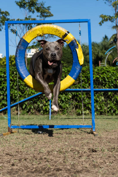 istock Pit bull dog jumping the obstacles while practicing agility and playing in the dog park. Dog place with toys like a ramp and tire for him to exercise 1404913601