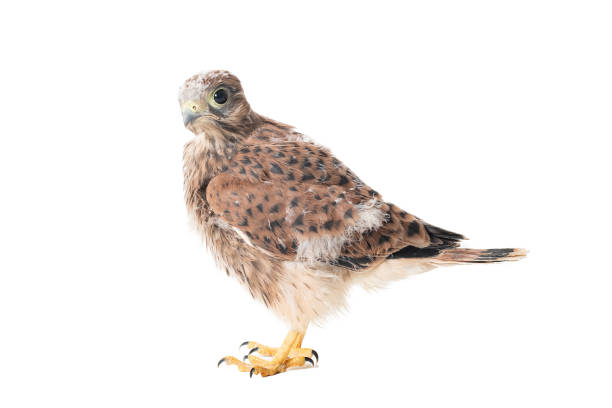 Bird Common Kestrel Falco tinnunculus isolated on white background. Bird Common Kestrel Falco tinnunculus isolated on white background. portrait of common kestrel falco tinnunculus a bird of prey stock pictures, royalty-free photos & images