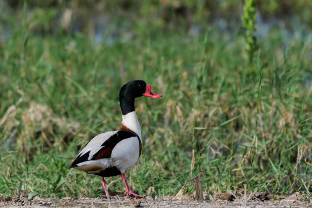 shelduck tadorna tadorna samiec w siedlisku - shelduck anseriformes duck goose zdjęcia i obrazy z banku zdjęć