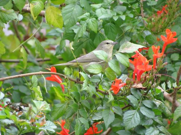 istock Orange-crowned Warbler in Flowers 1404914920