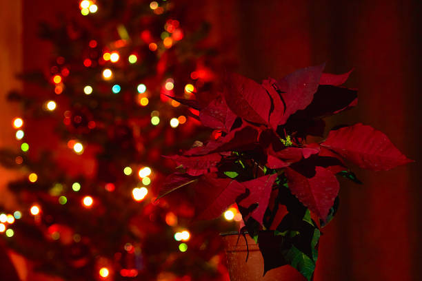 istock Poinsettia flower with a defocused background and christmas tree with bokeh effect lights 1404916018