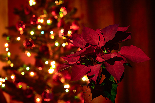 Red Christmas Eve flower with space for text, red ambient color, blurred background with Christmas tree and bright Christmas lights