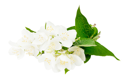 Jasmine flower on a white background, blooming.