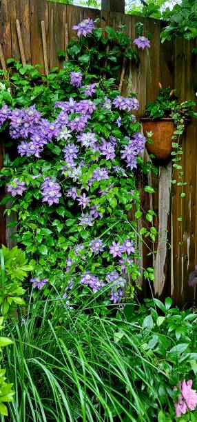 istock Garden photo 1404917262