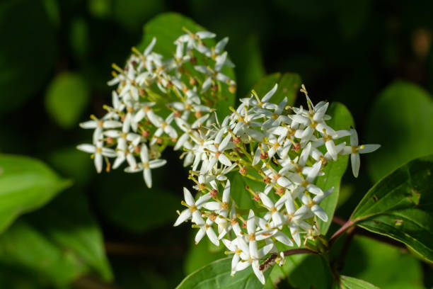 istock Cornus sanguinea - red dogwood plant in flower and full leaf. Cornus drummondii, with tiny white flowers. Flowering shrub of Cornus controversa in spring garden 1404918883