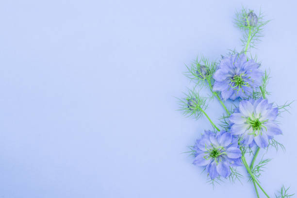 istock photo of beautiful  spring blue cornflowers 1404918966