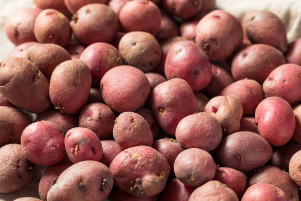 istock Red Organic Potatoes in a Bowl 1404919690