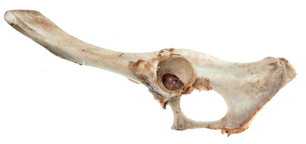 Eaten bone isolated on white background