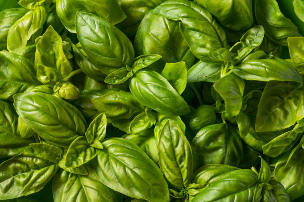 istock Raw Green Organic Italian Basil Leaves 1404919980