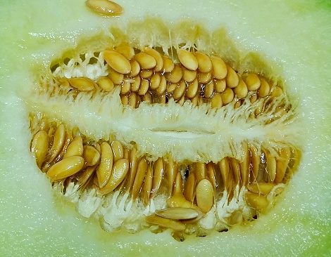 Fruit, Close Up of Fresh and Sweet Melon Cross Section with Seed.