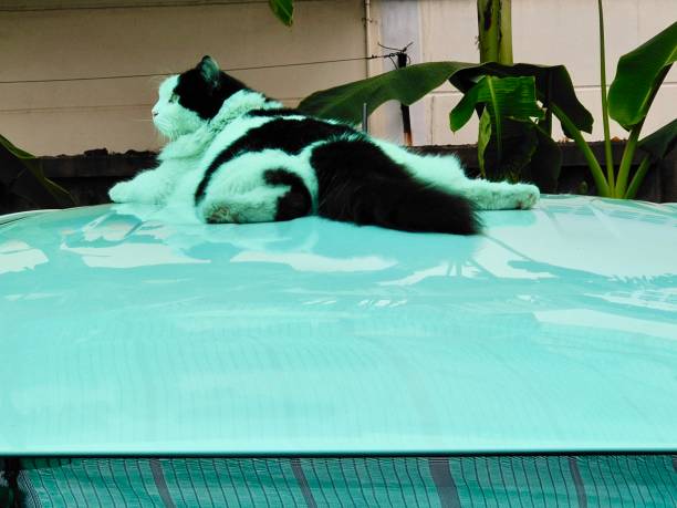 Cute Black and White Young Domestic Cat Laying on Top of The Car.