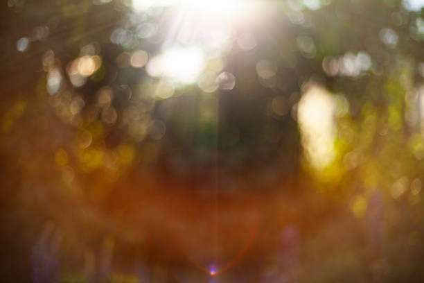 spectrum and glare from the sun's rays in the forest. Abstract background