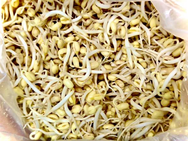 Mung Beans Sprouts stock photo