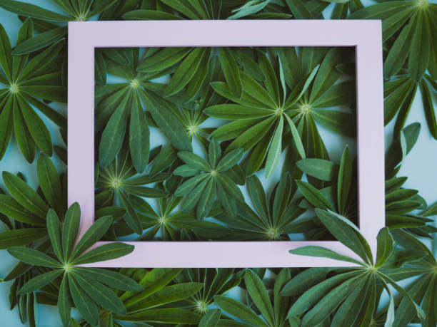 istock Abstract composition with green leaves and empty pink photo frame. Creative layout of nature. copy space 1404921295