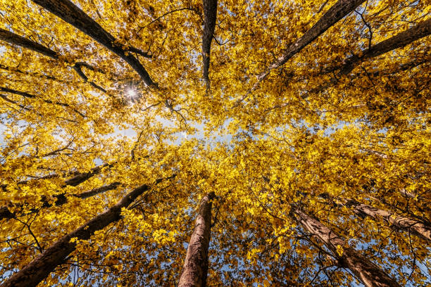istock Look up into the forest in autumn 1404922009