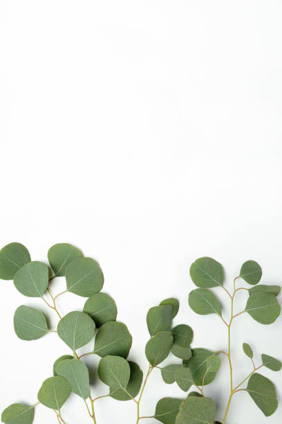 istock Eucalyptus branch on a white background 1404922588
