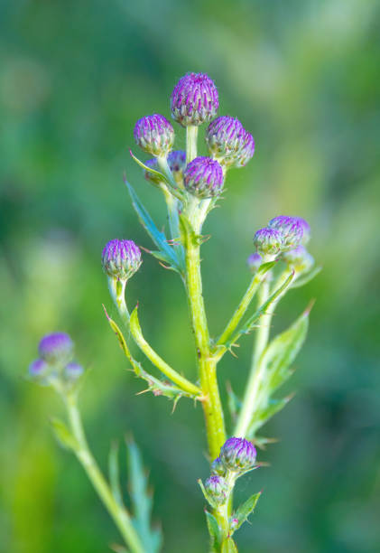 istock Budding spring wildflowers-Howard County, Indiana 1404923283