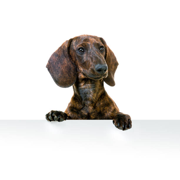 istock Dachshund With Blank Sign 1404924642