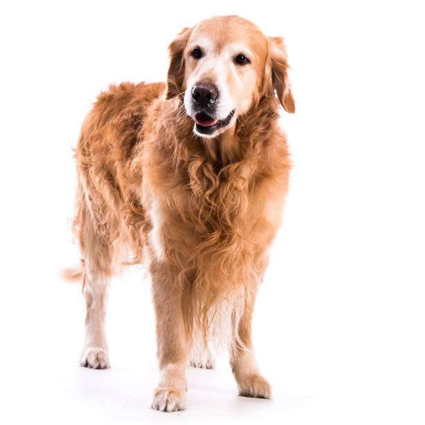 istock Golden retriever dog posing in studio 1404924654
