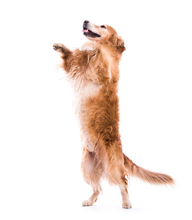 Cute dog jumping - isolated over a white backgorund