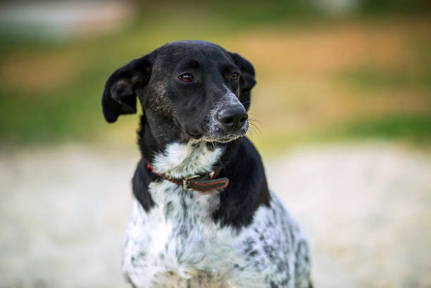 istock portrait of a mongrel dog 1404924703