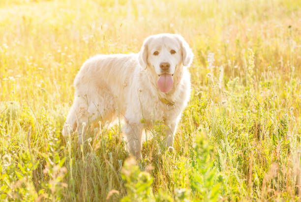 istock golden retriever meadow 1404924798