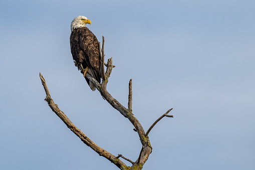 Adult bald eagle perched on a branch with a sky blue background