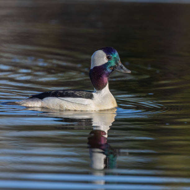 istock Male Bufflehead Duck in Breeding Plumage 1404926672