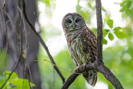 Barred owl perched in the forest on a branch