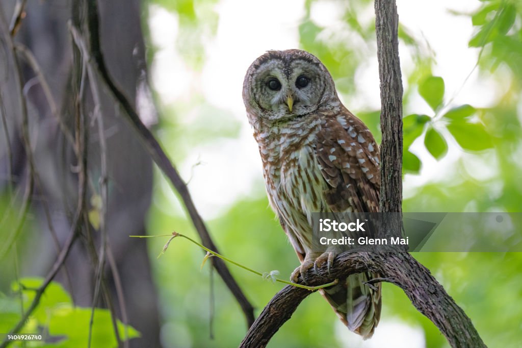 Perched Barred owl Barred owl perched in the forest on a branch Barred Owl Stock Photo