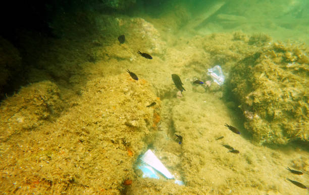 istock Environmental problem of plastic and other rubbish pollution under the sea 1404927058