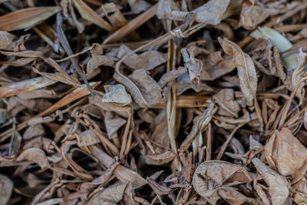 istock Dry leaves on the ground 1404928449