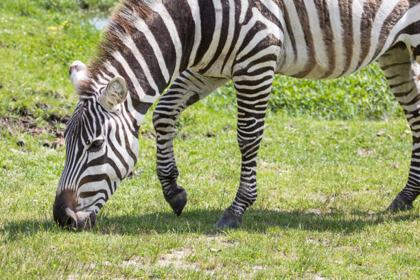 istock Grant's zebra is eating on the grass field 1404928466