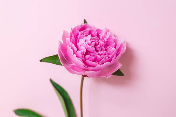 istock Beautiful pink peony on a pink pastel background. 1404930469